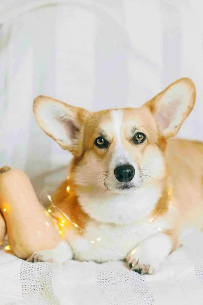 10 Best, Most Popular, and Cutest Pet Puppy Dogs (and Their Adorable Behaviors!)