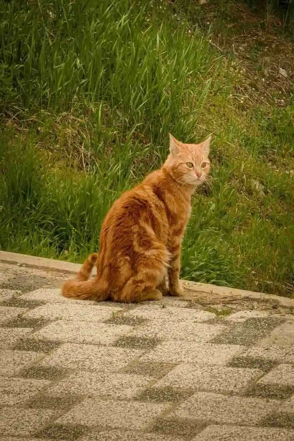 10 Best, Most Popular, and Cutest Pet Cats (And Why They’ll Steal Your Heart)